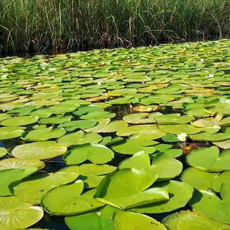 Ella 아파트 Peracko Blato